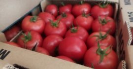 We have a truckload of tomatoes for sale, about