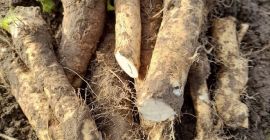 I will sell wild horseradish, cleaned for processing or