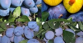 On sale plum varieties Stanley, Kabardinka, lipotisu, and others.