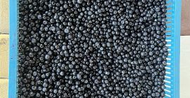 I will sell wholesale quantities of fresh blueberries. Forest