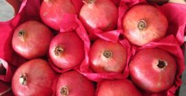 Fresh pomegranate fruits export from Uzbekistan season starting from