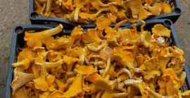 Vendiamo finferli, grandi quantità. Il prezzo può essere più