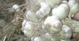 Bună ziua, am la vânzare 600.000 buc de usturoi