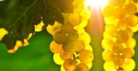 Vand struguri - soiuri de vin - Muscat Otonel,