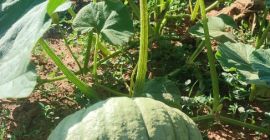 Hello, [phone] we have a good harvest of sweet
