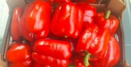 I am selling red peppers of class I and