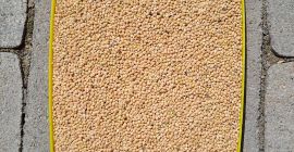 Yellow millet 2024 clean-selected 25 tons 0.4€/kg Serbia, Zrenjanin