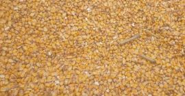 Продајем најквалитетније зрно кукуруза, цена по договору, зависи од