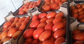 I will sell plum tomatoes under cover. Packed in