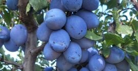 L&#39;azienda agricola Voce Ciric Gola Glava produce da anni