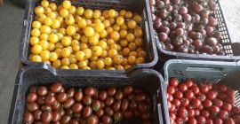 Cherry rajčata v mixu. Nabízené množství je 150kg. Čerstvě