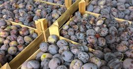 Azienda rumena vende prugne origine Repubblica Moldova con tutti