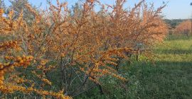 Olivello spinoso biologico in vendita 15 tonnellate.
