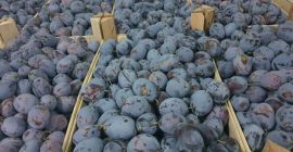 În cantități mari de prune de diferite soiuri Stanley