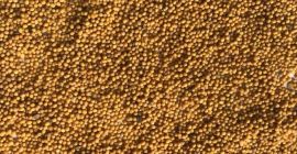 Brassica juncea; Ориенталски синапени семена и други видове Продавам