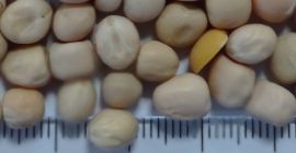 there is available new crop of yellow peas, packaging