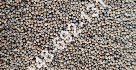 Продажа зерна кориандра Чистота - 99,20% В стоимость включена