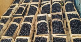 I will sell Aronia. We collect by hand on