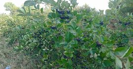Bacche di Aronia biologiche certificate. Prodotto di alta qualità