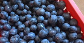 Áfonya saját ültetvényünkről, Bluecrop fajta. A gyümölcs nagyon édes