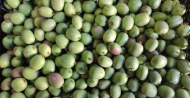 Venderò Mini Kiwi duri, prodotto polacco, Prezzo per massa