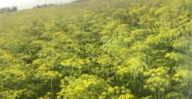 I will sell dill for pickling, green with seeds.