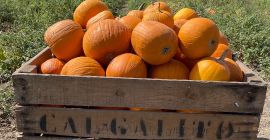 Wholesaler of Halloween pumpkins of different weights from the