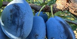 Moldovából friss Stanley szilva eladó Közvetlenül Moldova napsütötte ültetvényeiről