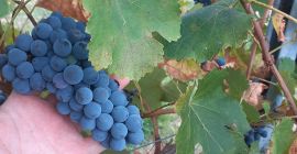 I sell wine grapes of the Lambrusco Grasparossa and