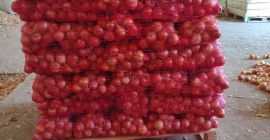 Onion variety Nogal is located in the village of