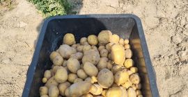 Здравейте, продавам вкусни домашни картофи Кралица Ана и Михалина.