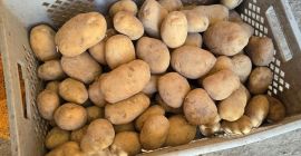 Offro patate di nuova raccolta, varietà gialle e rosse