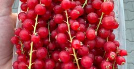 Продам красную смородину, порванную вручную.