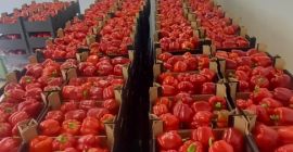 Поштовани, продајем паприке И класе произвођача. Роба по наруџбини.
