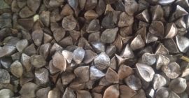 Azienda ucraina offre grano saraceno e altri tipi di
