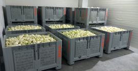 Hello, our company is a producer of peeled onions.