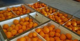 Испанска мандарина 1 реколта, Ивасакис, Окицус, опаковани в пластмасова
