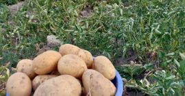 I sell white and red potatoes in large quantities,