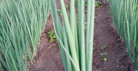 Good day. I am selling chives in bunches, by