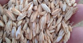 I am selling 30,000 kg of organic spelt, harvest