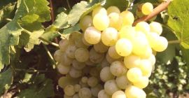 Vendo uva moscato otonel, rkatsiteli, giugno blanc.