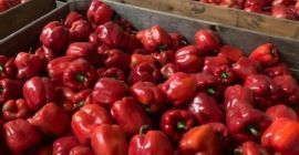 We offer whole and sliced red and green melange