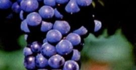 Vendo lambrusco e sangiovese ottima qualità,per altre informazioni non