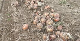 VENDERÒ CIPOLLA BIOLOGICA, PELATA O PELATA, VARIETÀ BONUS E