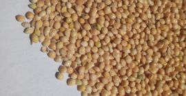 Продам просо жёлтое, белое без глифасата.