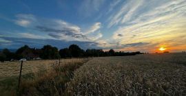 We buy wheat, triticale, rye, oats, barley. Collection of