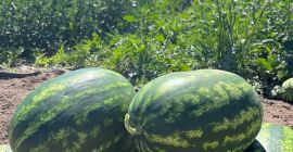 Guten Morgen! Ich werde polnische Wassermelonen, süß und saftig,