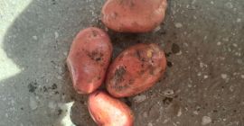 We offer yellow, red varieties (Vineta, Queen Anna, Red