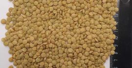 We offer Green Lentils Purity: 98% Upon agreement, we