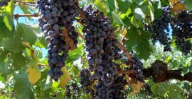 Uva rossa Merlot e Montepulciano, Castelli Romani doc. Situata